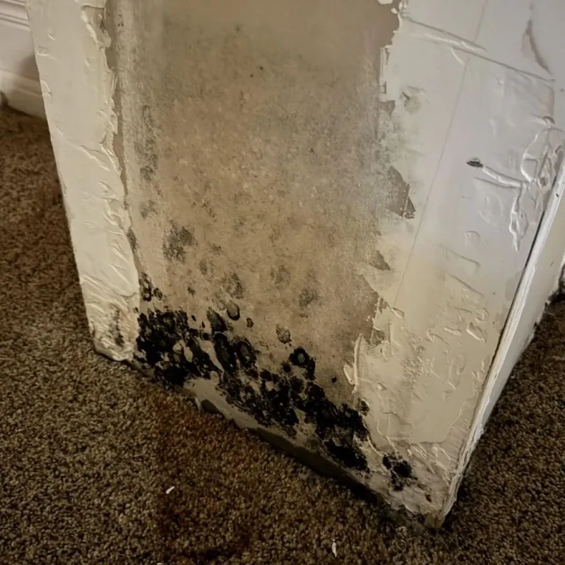 Professional Mold Removal in Charlottesville, VA